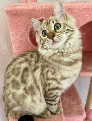 Seltenes seal mink Cashmere Bengal Mädchen. !! VERGEBEN !! Doch Babys sind unterwegs  Bild 5