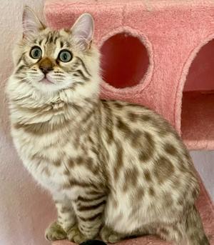 Seltenes seal mink Cashmere Bengal Mädchen. !! VERGEBEN !! Doch Babys sind unterwegs 