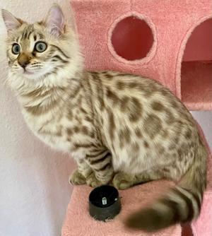 Seltenes seal mink Cashmere Bengal Mädchen. !! VERGEBEN !! Doch Babys sind unterwegs  Bild 7