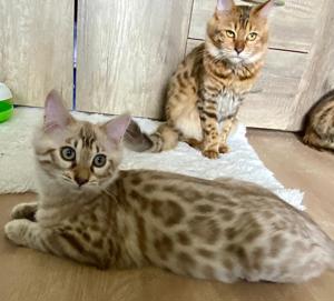Seltenes seal mink Cashmere Bengal Mädchen. !! VERGEBEN !! Doch Babys sind unterwegs  Bild 8