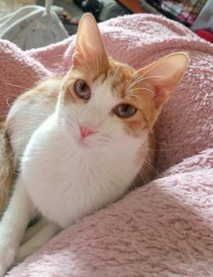 Greenhouse-Cat Vanea (ALO)