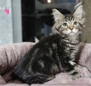 Maine Coon wunderschöne kitten 