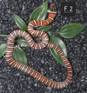  Lampropeltis knoblochi NZ 24