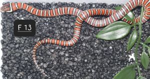  Lampropeltis knoblochi NZ 24