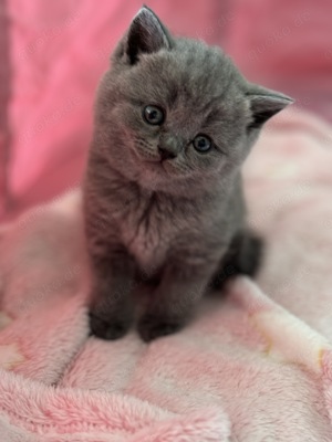 Reinrassige BKH Blue Britisch Kurzhaar Kitten mit EU-Impfpass, Mikrochip und Gesundheitszeugnis Bild 4