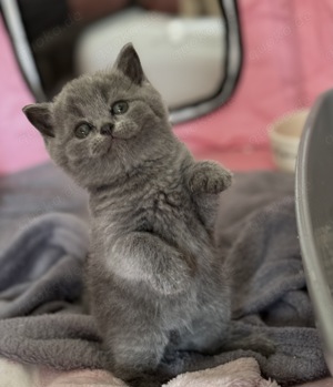 Reinrassige BKH Blue Britisch Kurzhaar Kitten mit EU-Impfpass, Mikrochip und Gesundheitszeugnis