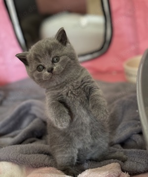 Reinrassige BKH Blue Britisch Kurzhaar Kitten mit EU-Impfpass, Mikrochip und Gesundheitszeugnis Bild 3