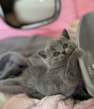 Reinrassige BKH Blue Britisch Kurzhaar Kitten mit EU-Impfpass, Mikrochip und Gesundheitszeugnis Bild 6