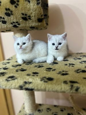 BKH Katzenbabys