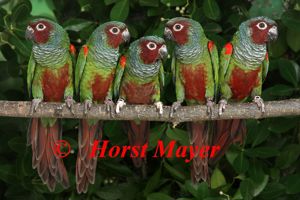 Pfrimers Weißohrsittiche - Pyrrhura pfrimeri