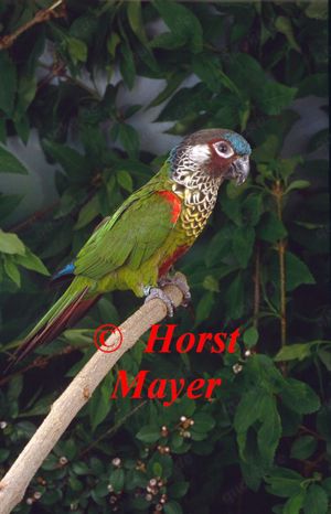  Blaustirn-Rotschwanzsittiche ( Pyrrhura picta)