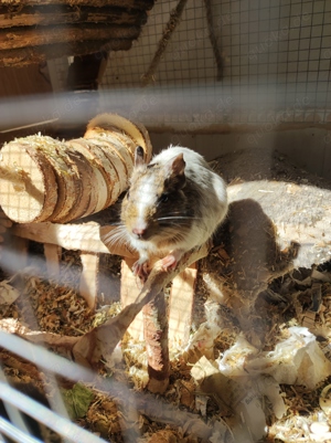 Degus Weiblich