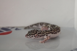 Leopardgecko Männchen Black Night Mack Snow mix 1.0 aus eigener Zucht 