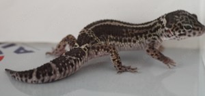 Leopardgecko Männchen Black Night Mack Snow mix 1.0 aus eigener Zucht