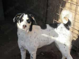 Belani ca. 47 cm   die Ruhige