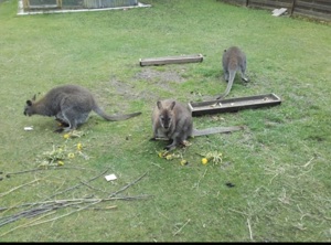 Bennett-Känguru  Bild 6