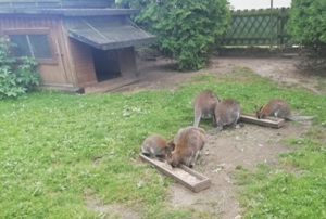 Bennett-Känguru  Bild 3