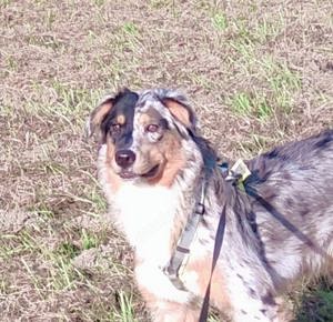 Australian Shepherd Hündin 