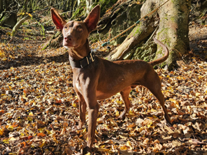 Nanuk - ein Podenco sucht sein Glück !