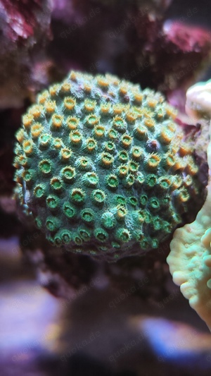 Meerwasser Aquarium Salzwasser Korallen SPS Cyphastrea green Bild 2