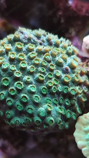 Meerwasser Aquarium Salzwasser Korallen SPS Cyphastrea green Bild 3