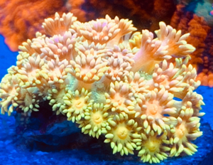 Goniopora Rarität Meerwasser