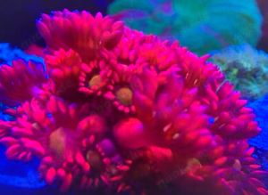 Goniopora Rarität Meerwasser