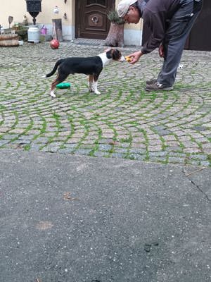 3 Mischlingshundewelpen abzugeben 