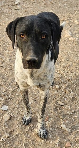  Tinu, geb. ca. 07 2023, lebt in GRIECHENLAND, im städt. Tierheim Serres Bild 6