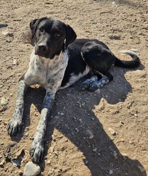  Tinu, geb. ca. 07 2023, lebt in GRIECHENLAND, im städt. Tierheim Serres Bild 9