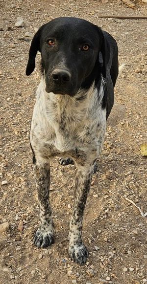  Tinu, geb. ca. 07 2023, lebt in GRIECHENLAND, im städt. Tierheim Serres Bild 4