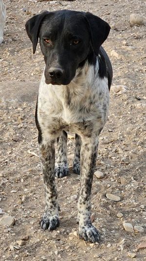  Tinu, geb. ca. 07 2023, lebt in GRIECHENLAND, im städt. Tierheim Serres Bild 5