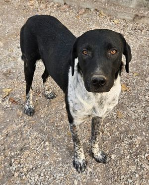  Tinu, geb. ca. 07 2023, lebt in GRIECHENLAND, im städt. Tierheim Serres Bild 3