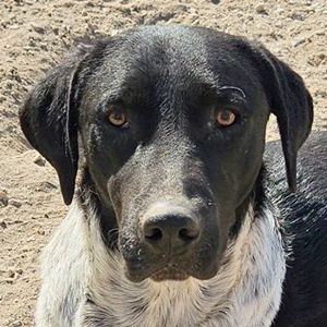 Tinu, geb. ca. 07 2023, lebt in GRIECHENLAND, im städt. Tierheim Serres