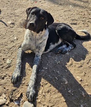  Tinu, geb. ca. 07 2023, lebt in GRIECHENLAND, im städt. Tierheim Serres Bild 10