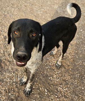  Tinu, geb. ca. 07 2023, lebt in GRIECHENLAND, im städt. Tierheim Serres Bild 7