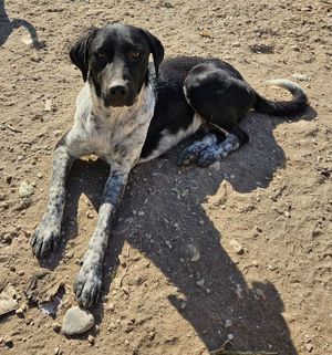  Tinu, geb. ca. 07 2023, lebt in GRIECHENLAND, im städt. Tierheim Serres Bild 8