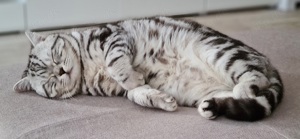 Deckkater BKH Black silver tabby Bild 2