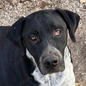  Wilson, geb. ca. 07 2023, lebt in GRIECHENLAND, im städt. Tierheim Serres