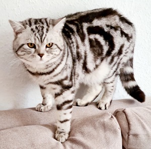 Deckkater BKH Black silver tabby Bild 4