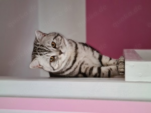 Deckkater BKH Black silver tabby Bild 3