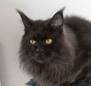 Blue Solid Maine Coon Dame mit WCF Stammbaum