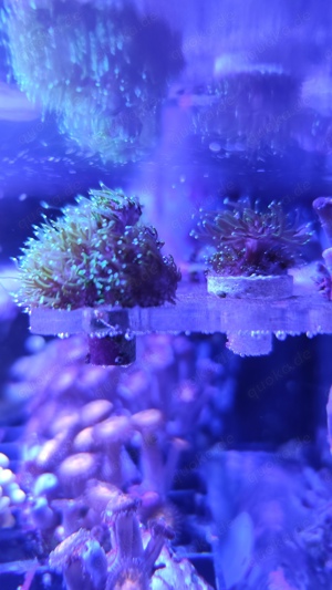 Meerwasser Aquarium Salzwasser Korallen LPS Galaxea 