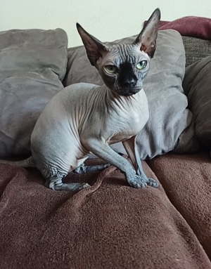 Reinrassige Cannadische Sphynx 