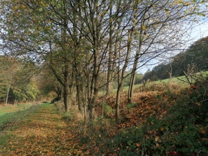 Biete Bäume zum Selbstfällen. 