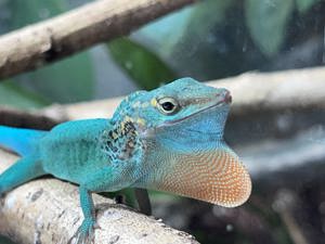 Anolis mamoratus Etang Paille - Anolis 