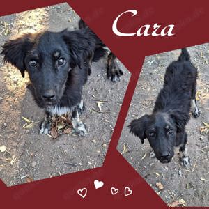 Die bezaubernde Cara sucht neuen Wirkungskreis
