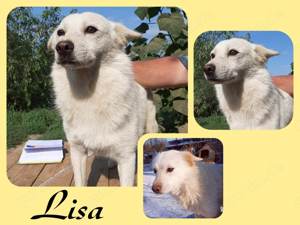 Unsere wuschelige Lisa sucht Dich!