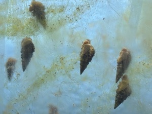 10 Nadelschnecken Meerwasser !