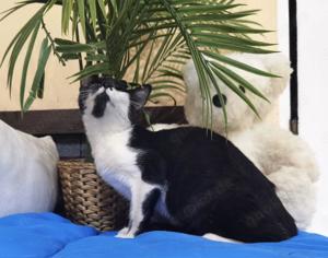 zauberhafte junge Katze Isabela sucht ein tolles Zuhause Bild 3